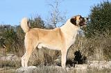 KANGAL 003